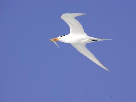 Royal Tern Bird