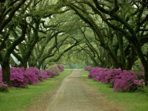 A Beautiful Pathway Lined with Trees and Purple Azaleas Photographic Print