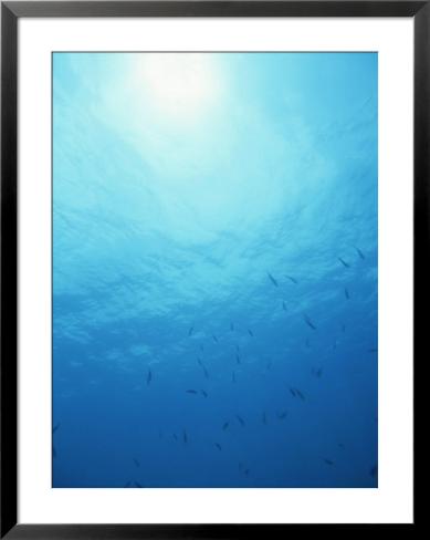Grand Cayman Deep  Fishing on School Of Fish Off Grand Cayman Island  Western Caribbean Sea Pre Made
