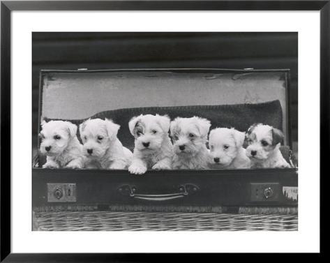 six-puppies_i-G-31-3118-XYVFF00Z.jpg