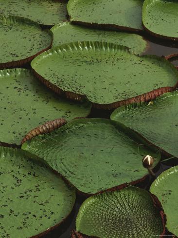 Royal Water Lily