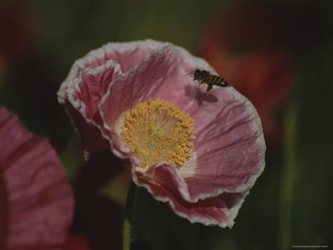 bee carrying pollen