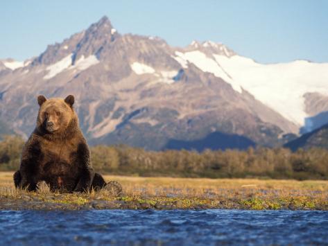 Bear Stretching