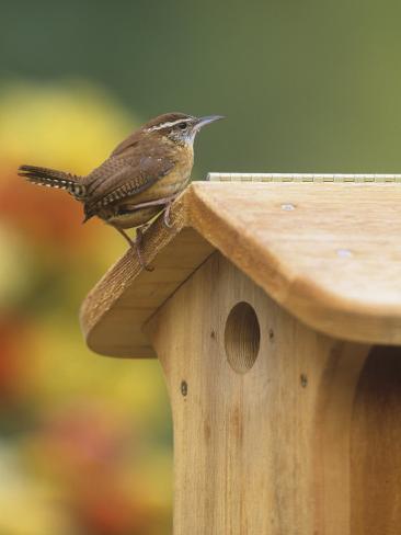 carolina wren at its nest box or bird house thryothorus carolina wren at its nest box or bird house thryothorus
