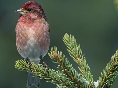 male purple finch carpodacus purpureus the state bird male purple finch carpodacus purpureus the state bird