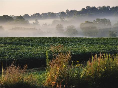 Field Of Soybeans