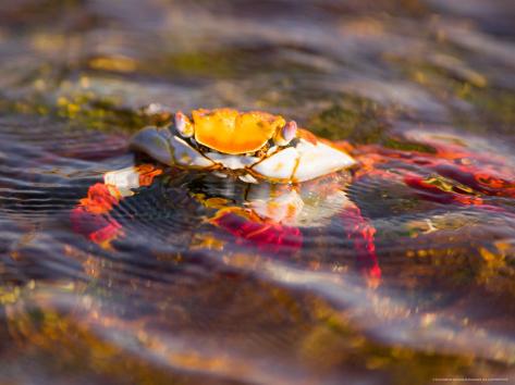 Galapagos Islands Crabs
