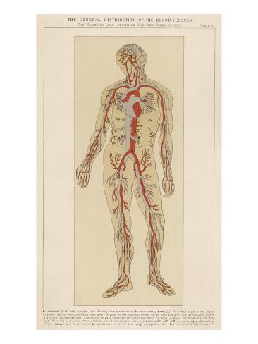 Human Body Arteries