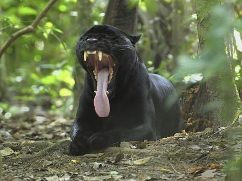 Jaguar Vs Panther