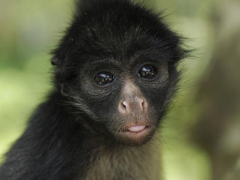 Ateles Belzebuth