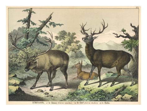 three major types of deer Anatomy and physiology of animals/body organisation from wikibooks, open books for an open world types of cells are not just scattered around randomly but similar cells that perform the same function are arranged in groups. three major types of deer Anatomy and physiology of animals/body organisation from wikibooks, open books for an open world types of cells are not just scattered around randomly but similar cells that perform the same function are arranged in groups.