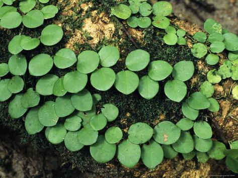 Round Leaves