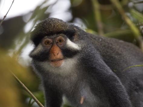 monkey rain