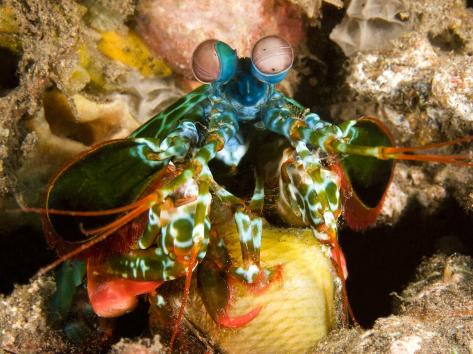 A Damsel