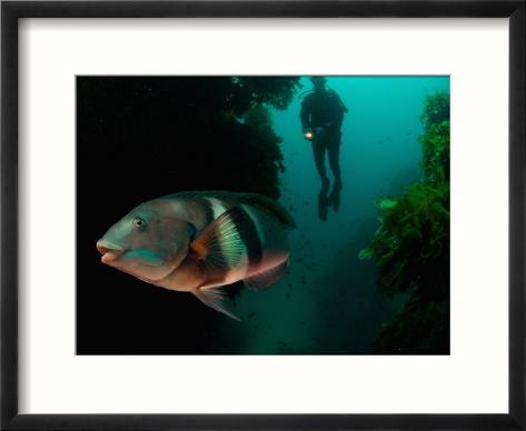 sandagers wrasse