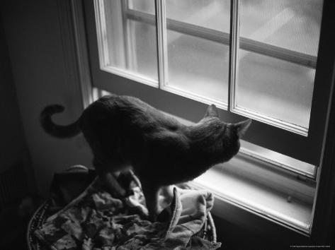 Free orgy cam Asian print cat looking out window