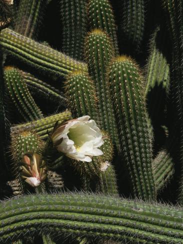 Cactus Bush