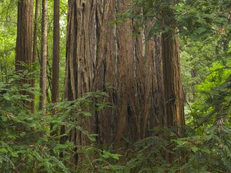 Redwood Trunk