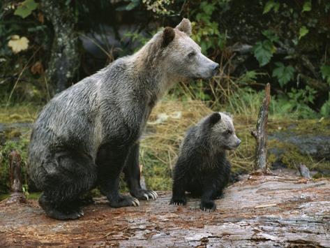 Log Of Grizzly