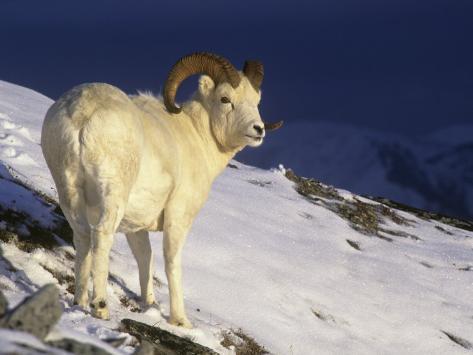 Alpine Sheep