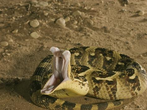 tony-allen-puff-adder-striking-uk_i-G-29-2905-8WMPD00Z.jpg