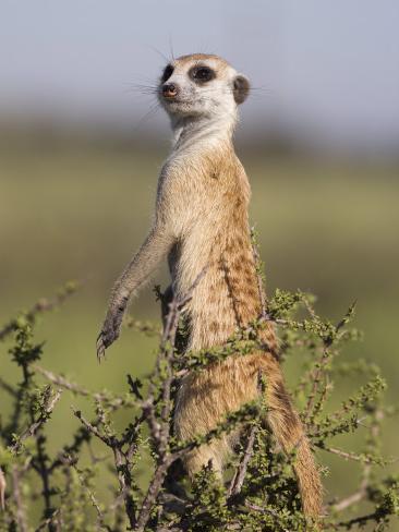 Meerkat Sentinel, Kalahari Meerkat Project, Van Zylsrus, Northern Cape ...
Meerkat