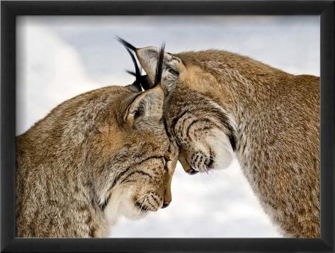 Two Lynx