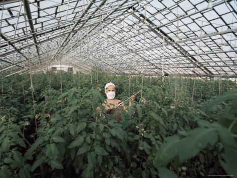 Spraying Plants