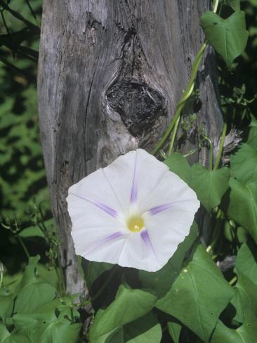 twining stem