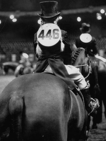 Horse Top View