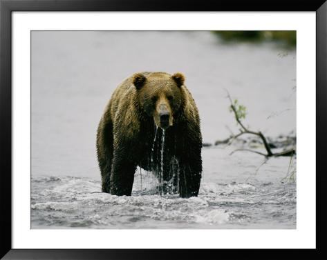 Water Bear Mouth