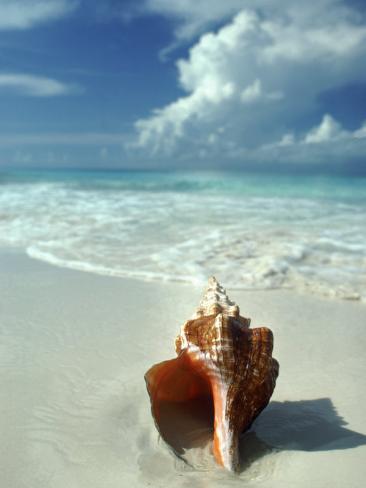 seashell beach