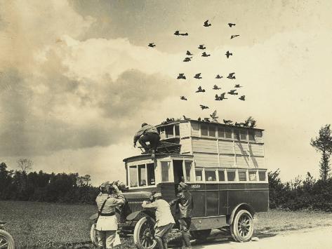 Free Pigeons