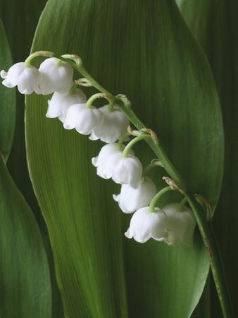 Lily of the Valley Art Print, Made in the USA