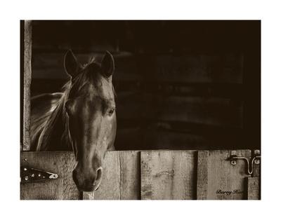 by Barry Hart Horse Dog Landscape Poster 13x19 color WESTERN ART PRINT Oasis