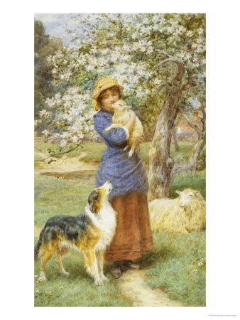 collie dog paintings