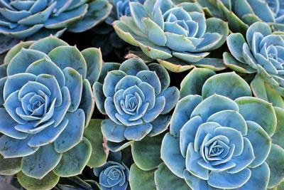 Succulent Wall Art Prints Paintings Art Com