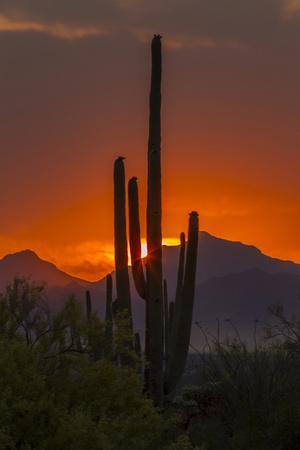 Arizona Sky Desert Cactus Landscape Acrylic Artwork on 18x24