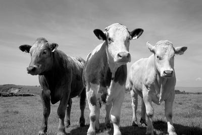 Cattle Black and White Photography Wall Art: Prints, Paintings & Posters |  Art.com