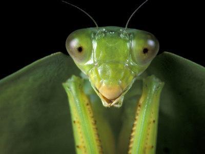 Praying Mantis Insect Green Close Up 12X16 Inch Framed Art Print
