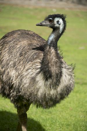 Blue Emu Photography art prints and posters by kattobello 