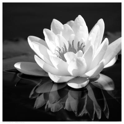 Waterlily Black And White Photography Art Prints Paintings Posters Wall Art Art Com