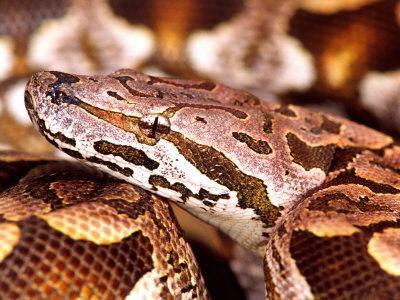 Western bush viper (Atheris chlorechis) close-up, captive (native to  Western Africa) Stock Photo