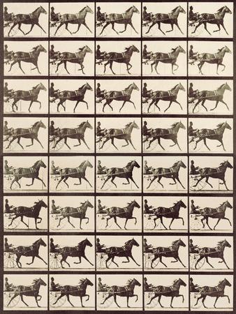 A1Wild Horses Poster Art Print 60 x 90cm 180gsm Mustang Herd Horse Gift #8532