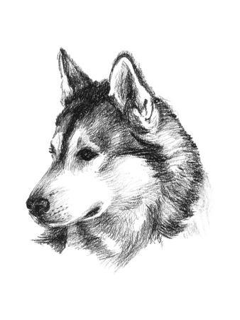 husky art