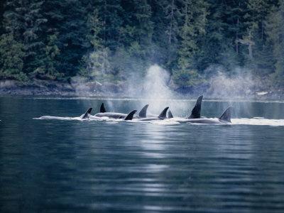 Orcas Photography Art Prints Paintings Posters Wall Art Art Com