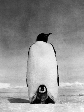 PHOTOGRAPH BLACK WHITE FEATHER BIRD BLACK FRAMED ART PRINT PICTURE B12X4788