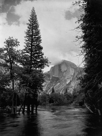 black and white nature artwork