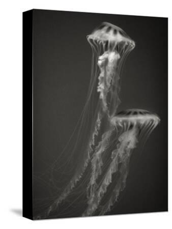 Jellyfish black and white photography artwork for sale posters and prints at art com Jellyfish black and white photography artwork for sale posters and prints at art com
