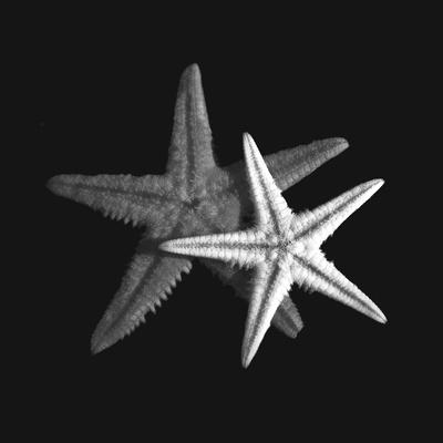 black white starfish